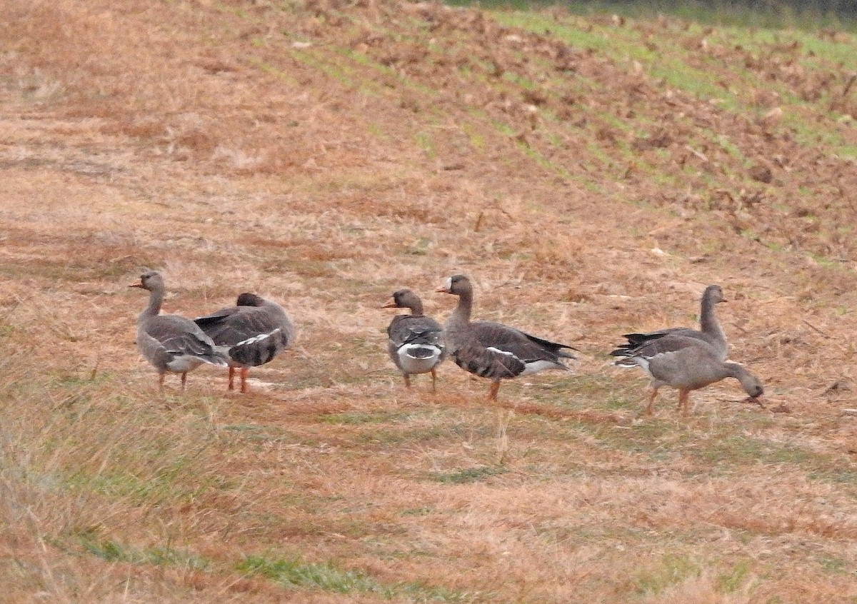 Greater White-fronted Goose - ML611097896