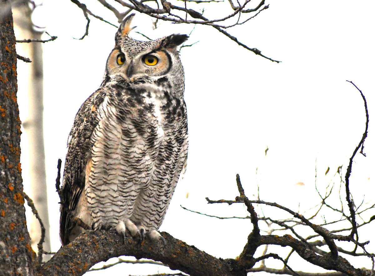 Great Horned Owl - ML611098060