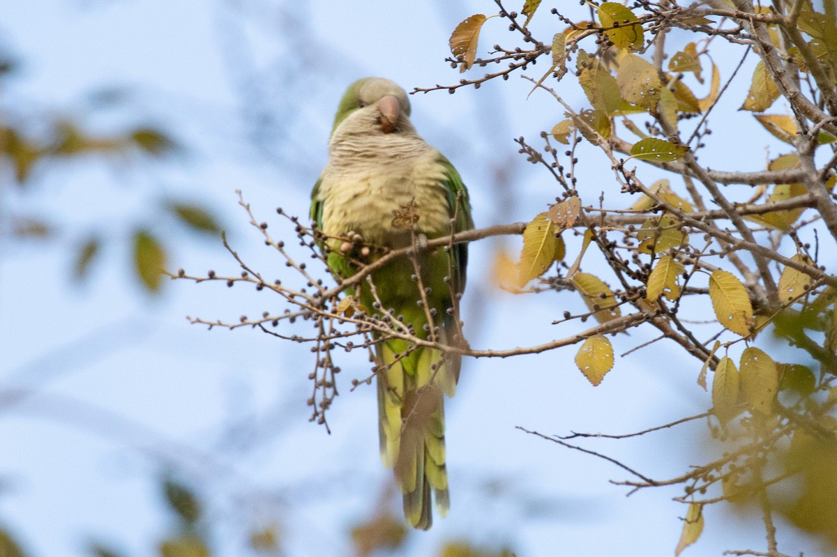 eBird Checklist - 12 Nov 2023 - Chicago Monk Parakeet Colonies - 3 species