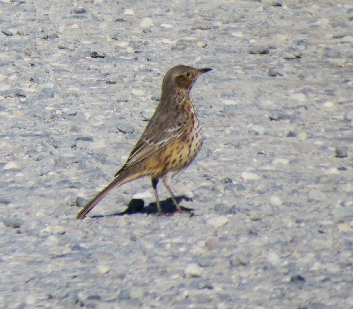 Ebird Checklist Nov Edwin B Forsythe Nwr Formerly Brig Species