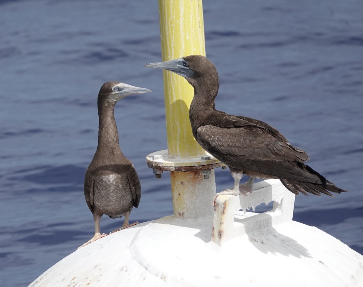 Brown Booby - ML611098549