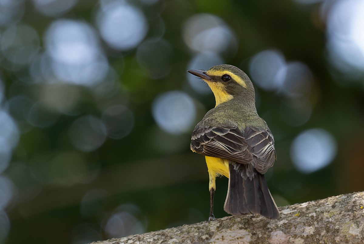 Yellow-browed Tyrant - Alexandre Gualhanone
