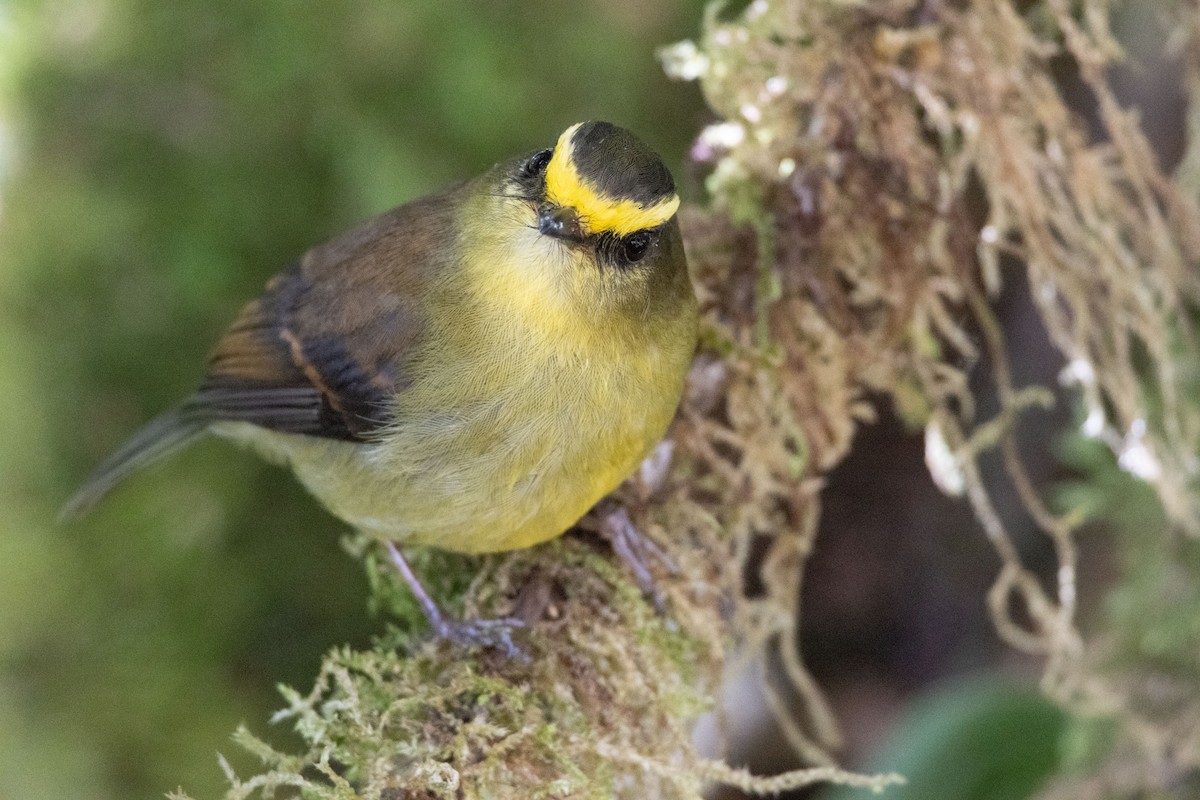 Yellow-bellied Chat-Tyrant - ML611099111