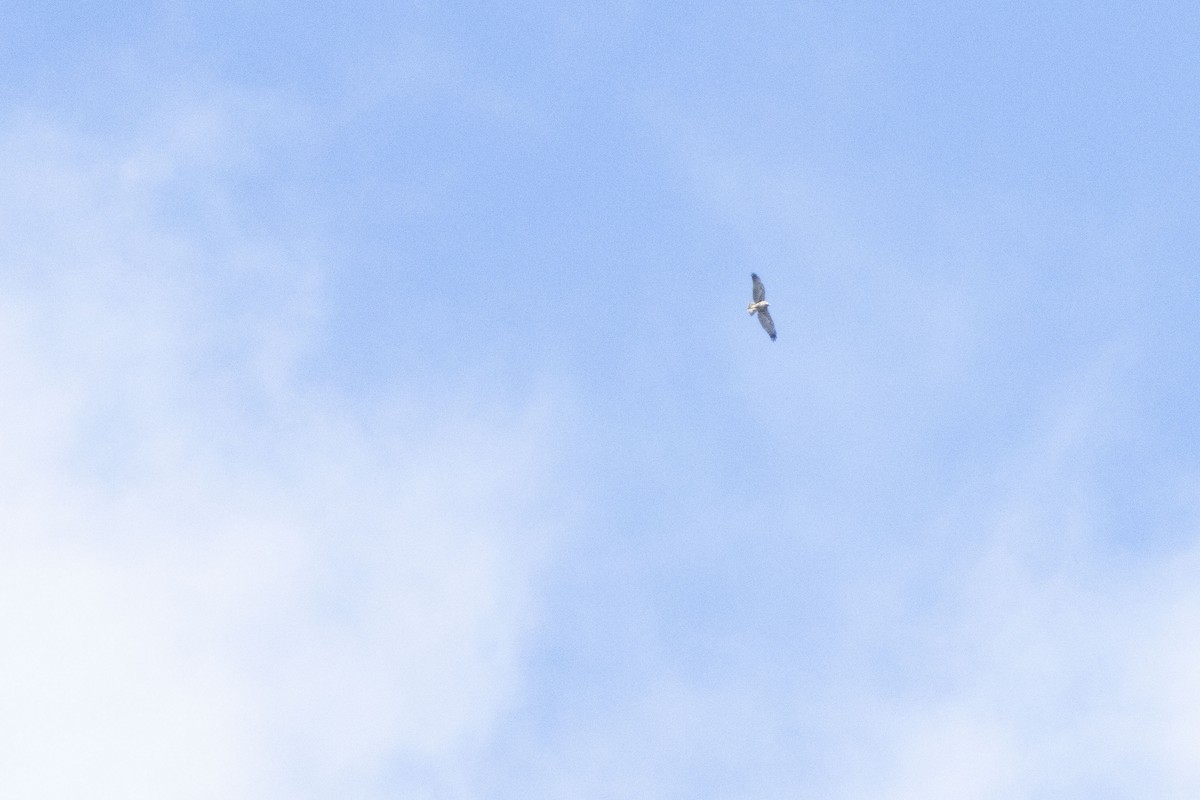 White-tailed Hawk - ML611099121