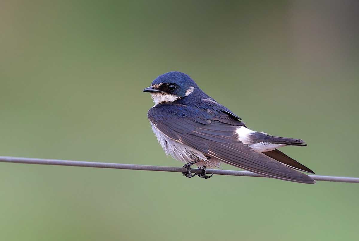 White-rumped Swallow - Alexandre Gualhanone
