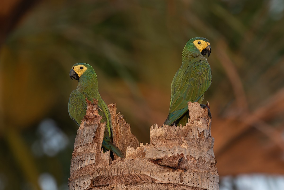 Red-bellied Macaw - Alexandre Gualhanone