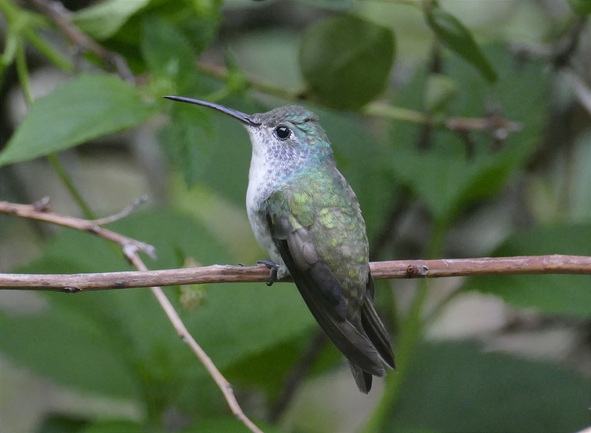 kolibřík andský - ML611099547