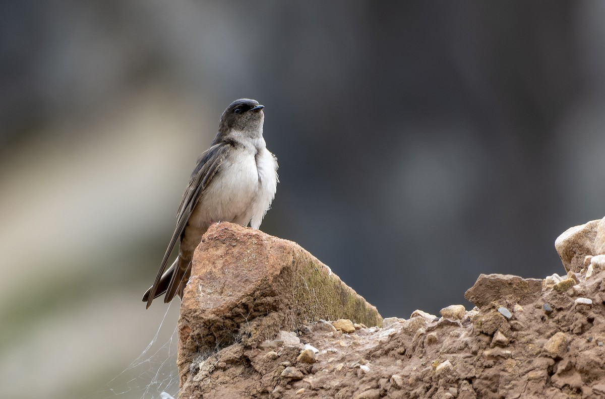 Andean Swallow - ML611099644