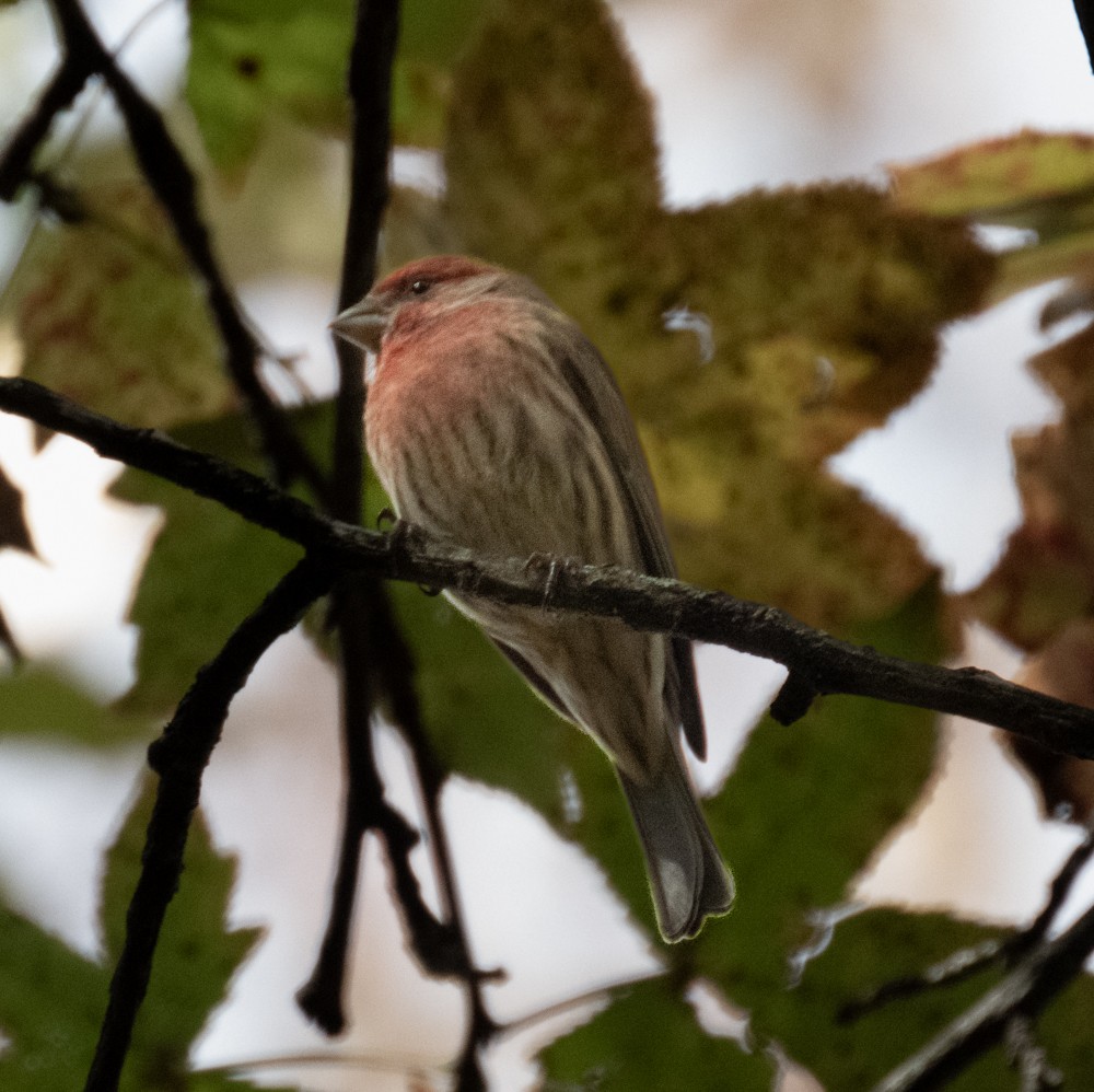 House Finch - Norman Soskel