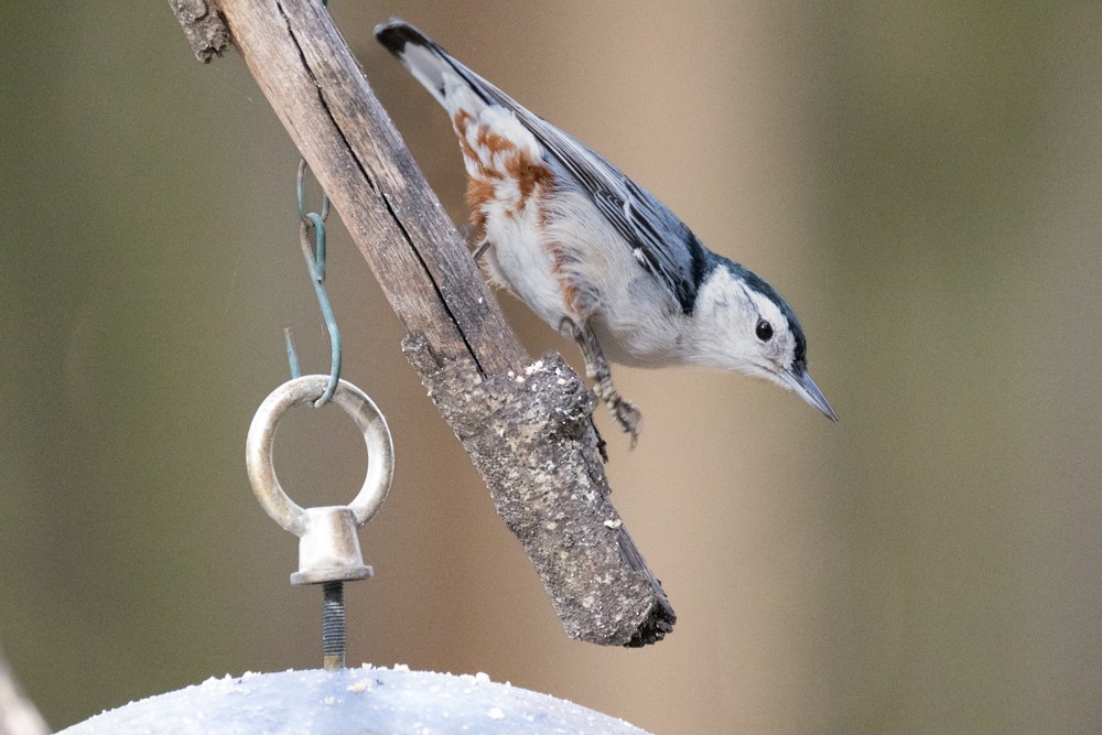 White-breasted Nuthatch - ML611099885