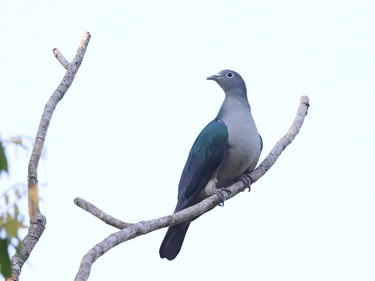 Spectacled Imperial-Pigeon - ML611100358