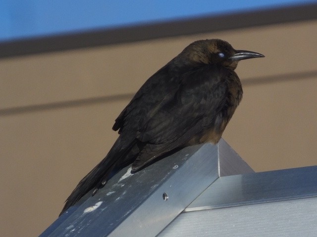 Great-tailed Grackle - ML611100398