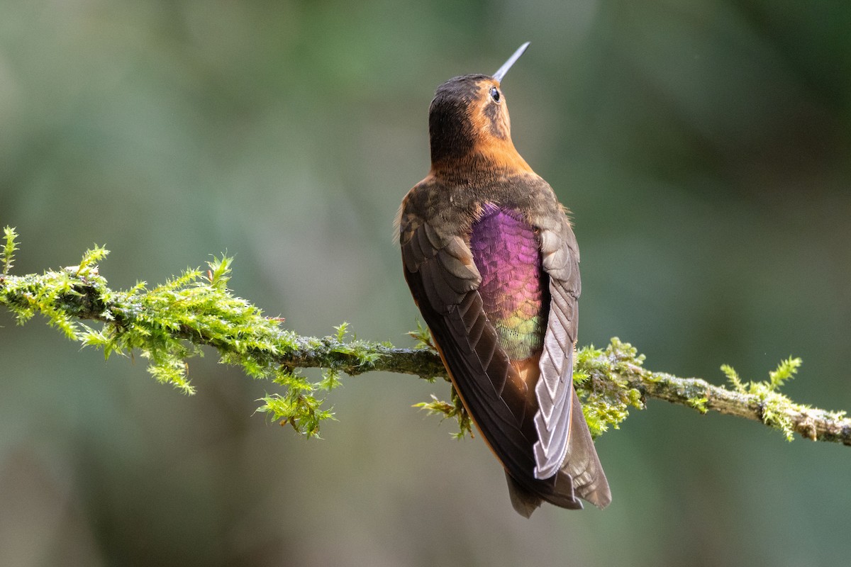 kolibřík duhovohřbetý - ML611100450