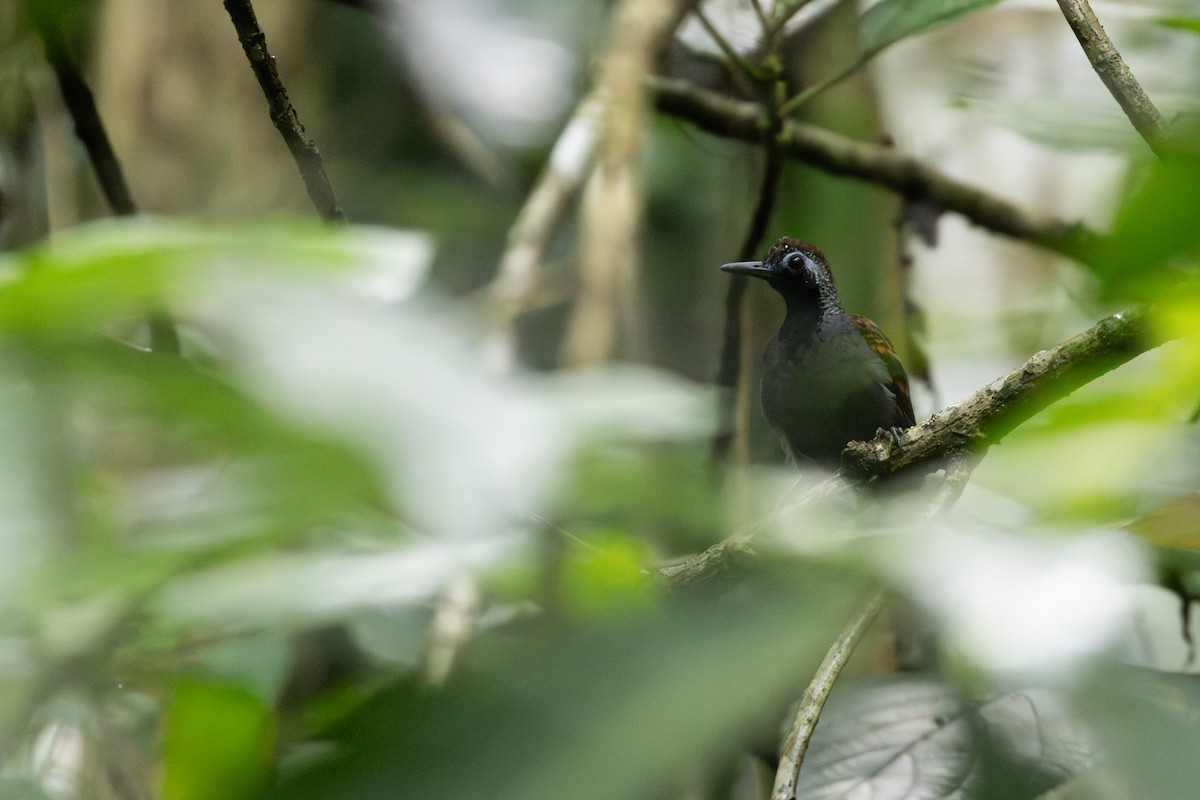 Wing-banded Antbird - ML611100612