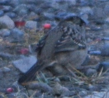 Golden-crowned Sparrow - ML611100688