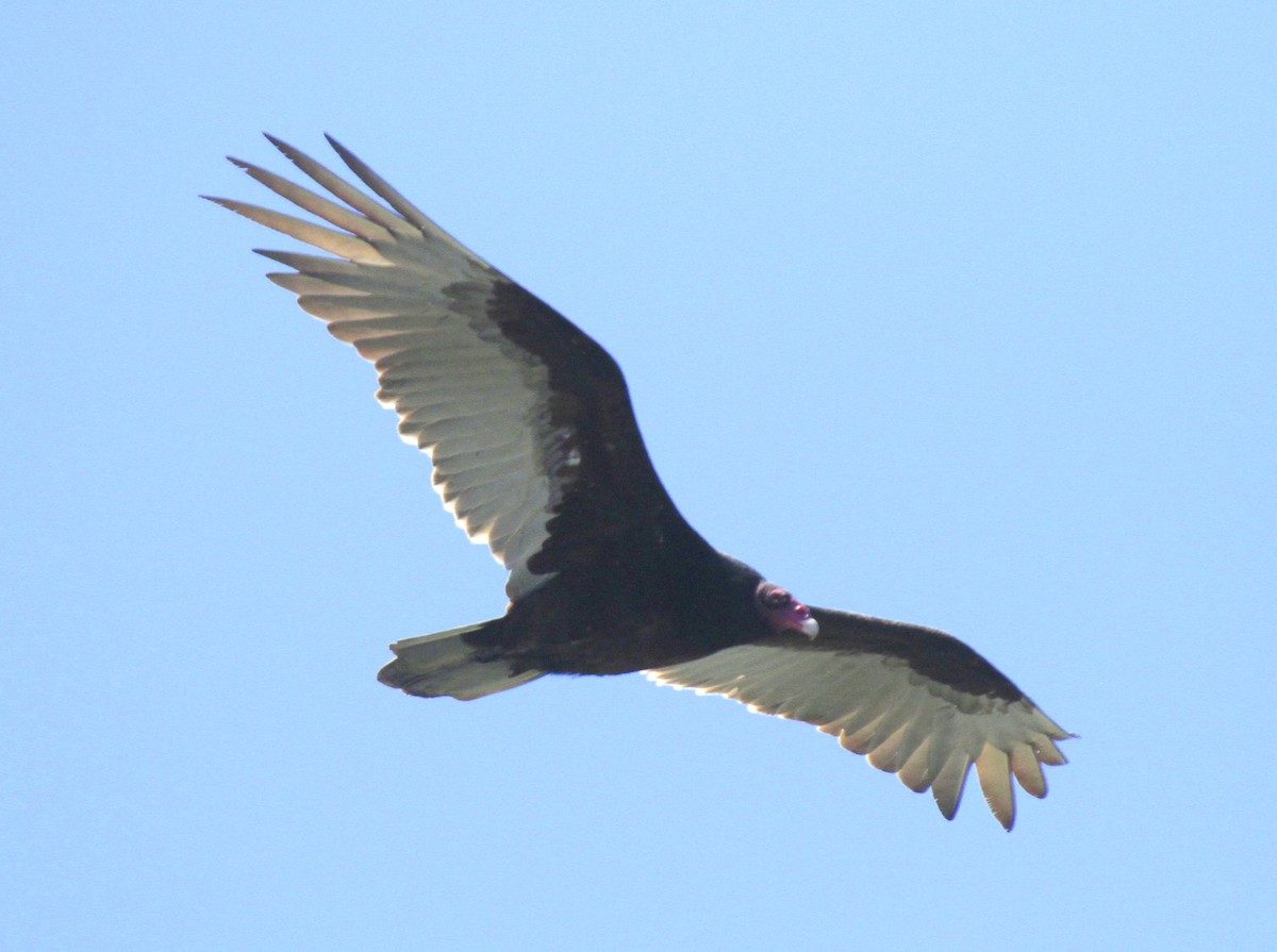 Turkey Vulture - ML611100969