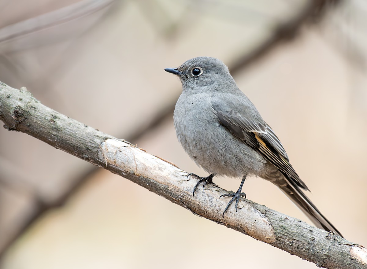 Townsend's Solitaire - ML611101041