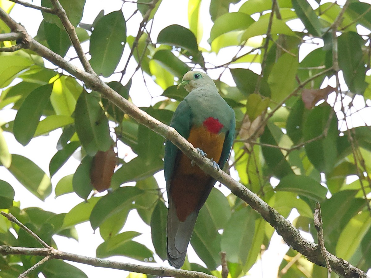 Scarlet-breasted Fruit-Dove - Myles McNally