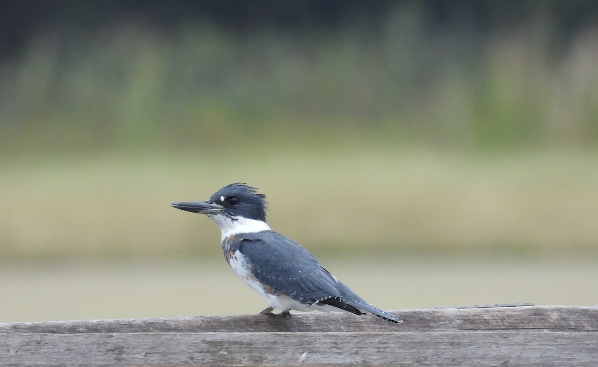 Belted Kingfisher - ML611101299