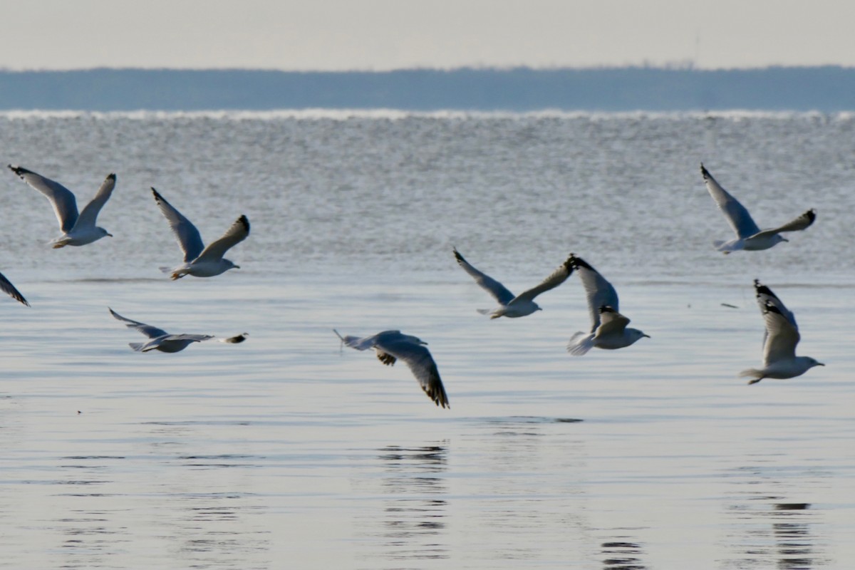 eBird Checklist 13 Nov 2023 RN de PointeYamachiche 16 species