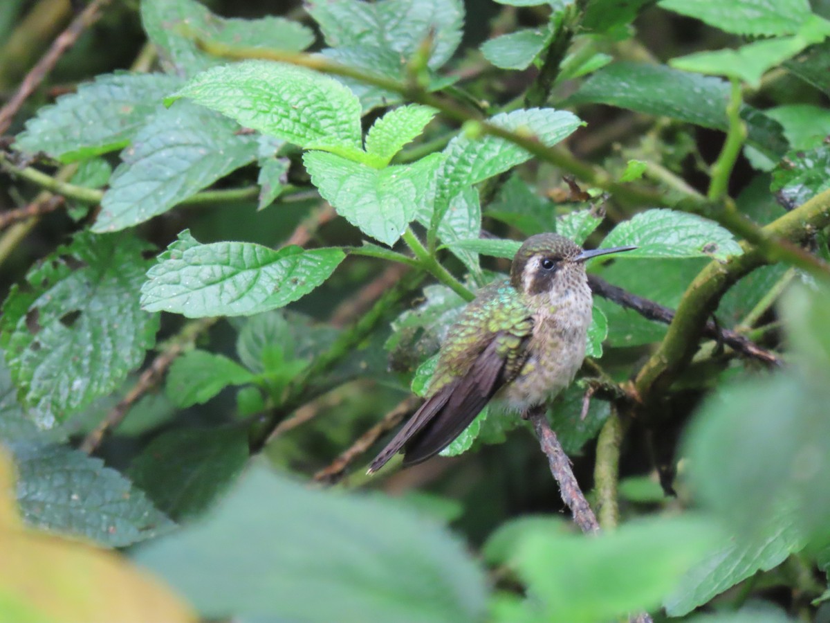 Speckled Hummingbird - ML611101515
