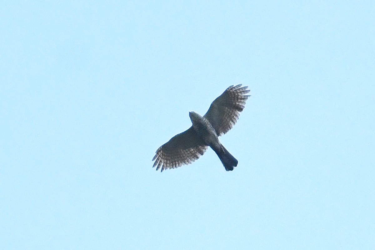 Madagascar Sparrowhawk - ML611101593