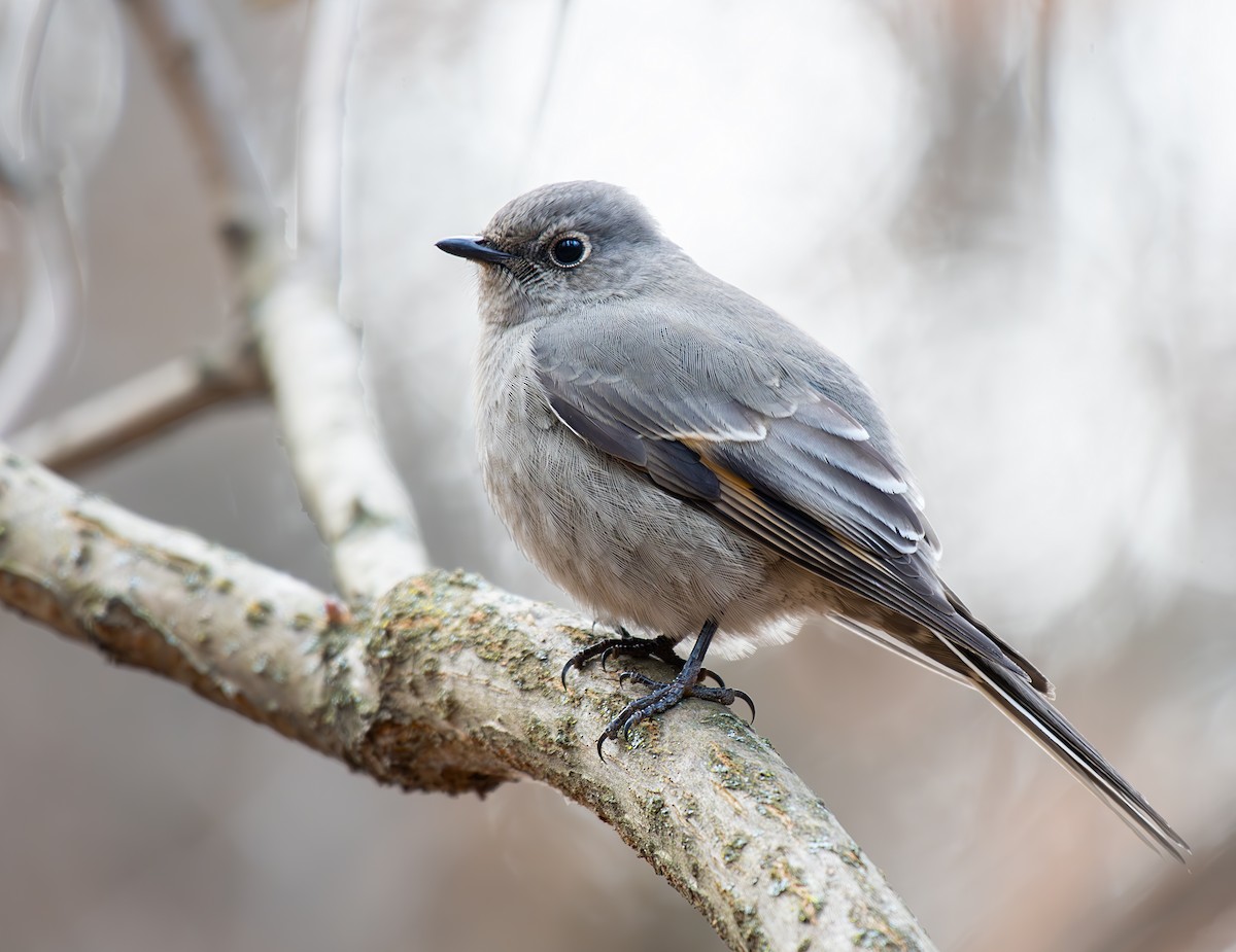 Townsend's Solitaire - ML611101635