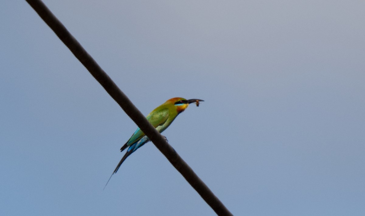 Rainbow Bee-eater - ML611102088