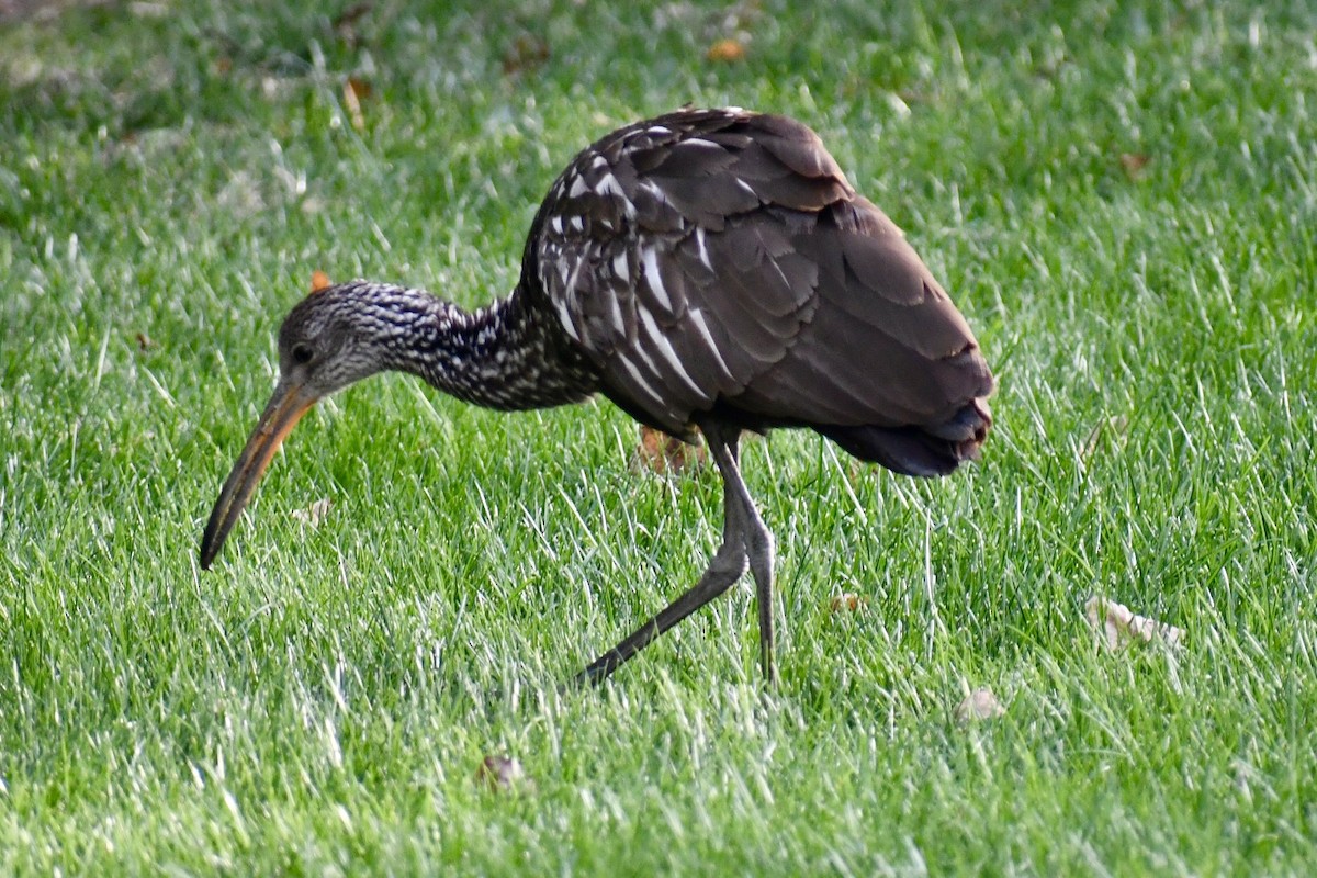 New Jersey eBird Checklist - 13 Nov 2023 - stakeout Limpkin, Manasquan