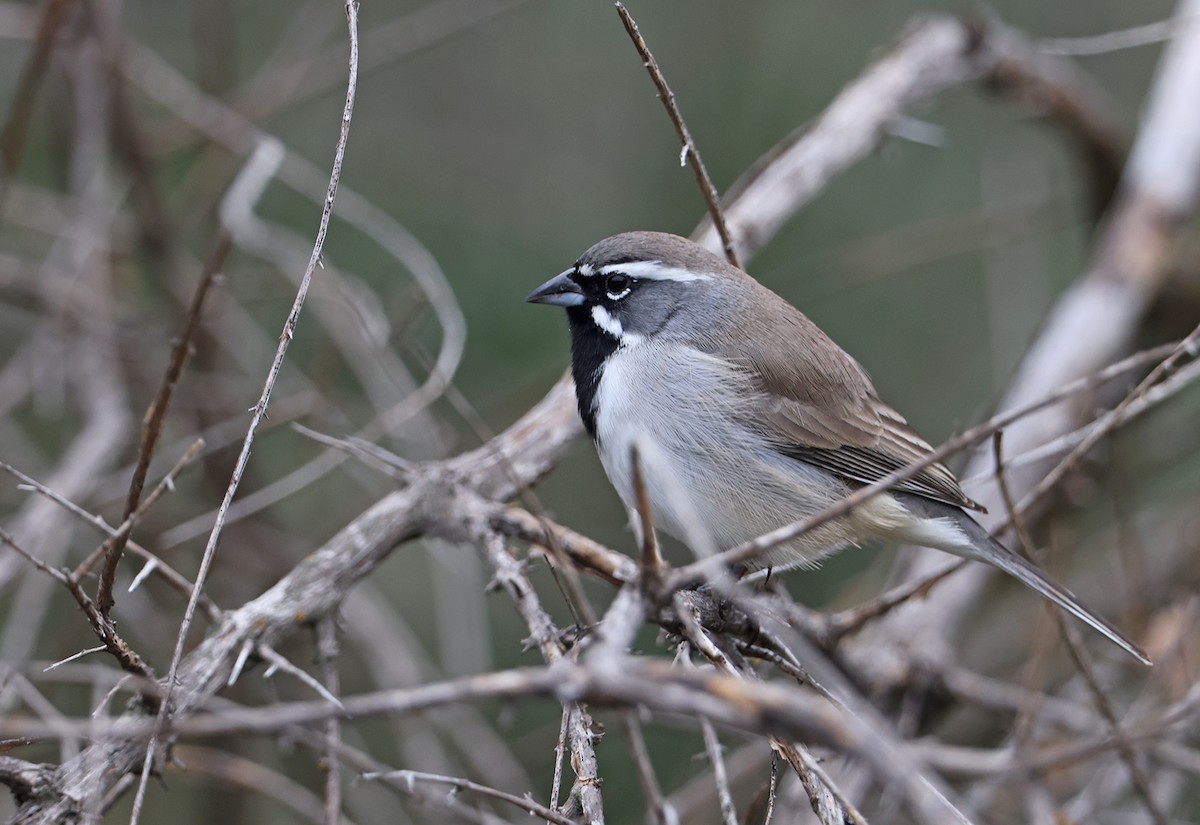 Black-throated Sparrow - ML611102403