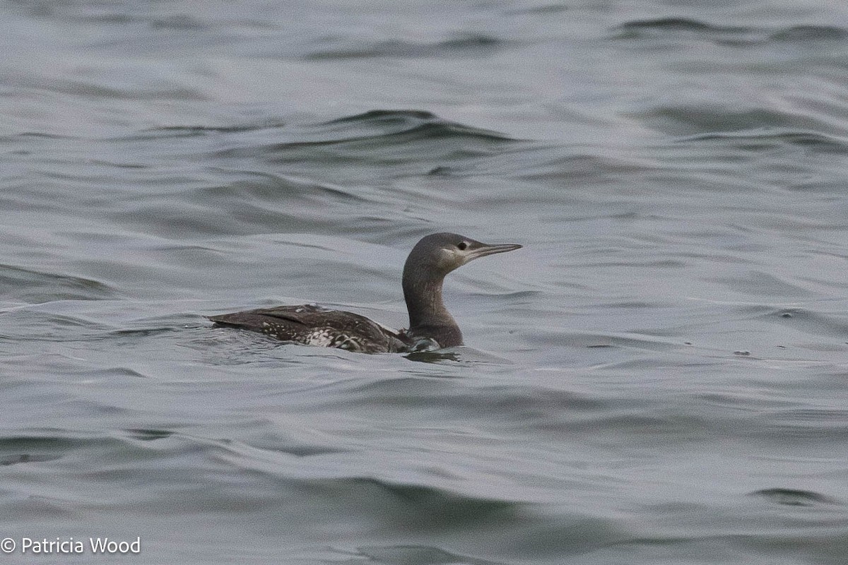 Red-throated Loon - ML611102405