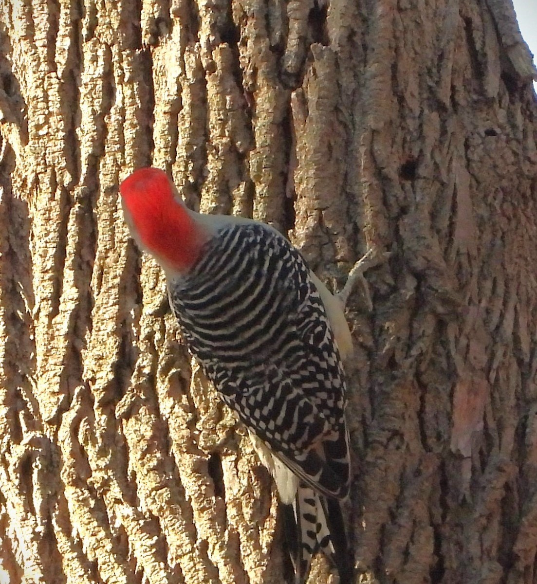 Red-bellied Woodpecker - ML611102464