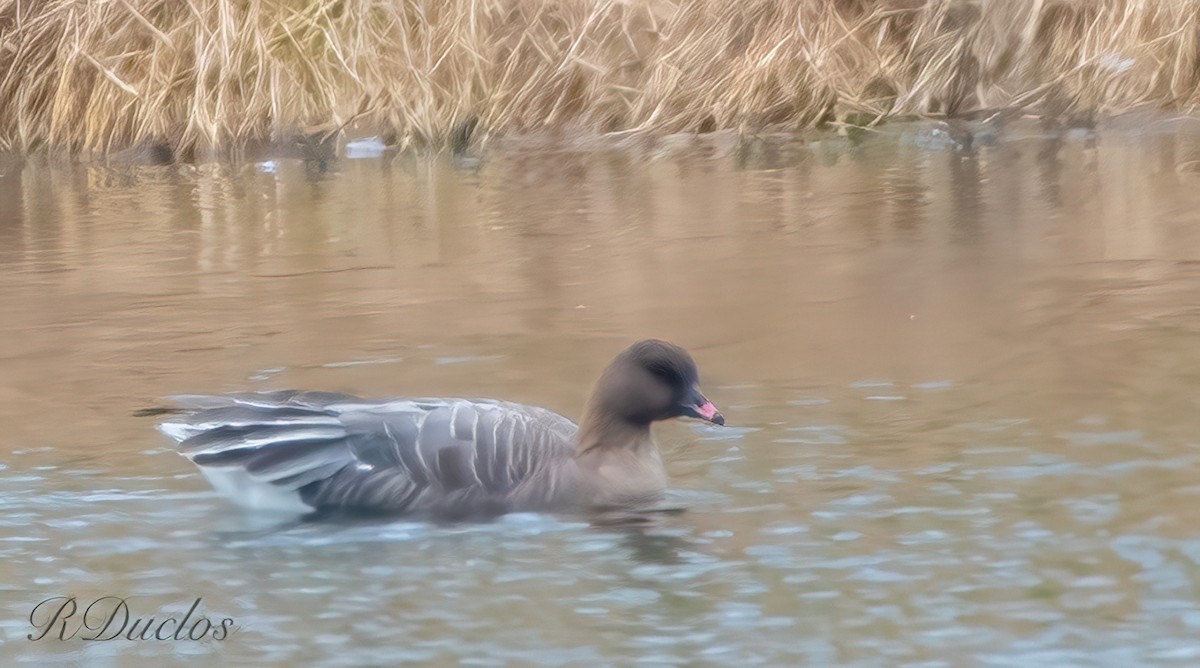 Pink-footed Goose - ML611102587