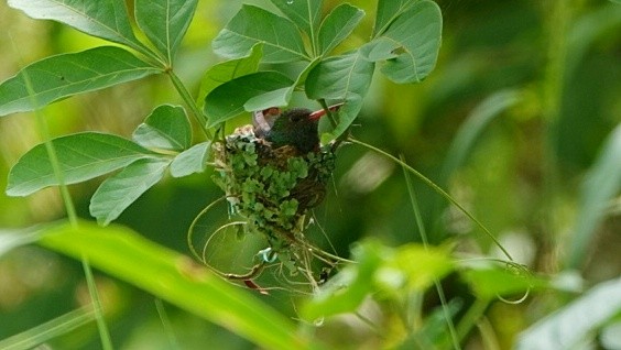 Rufous-tailed Hummingbird - ML611102836