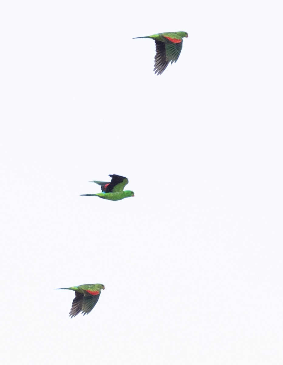 Red-winged Parrot - David Barton