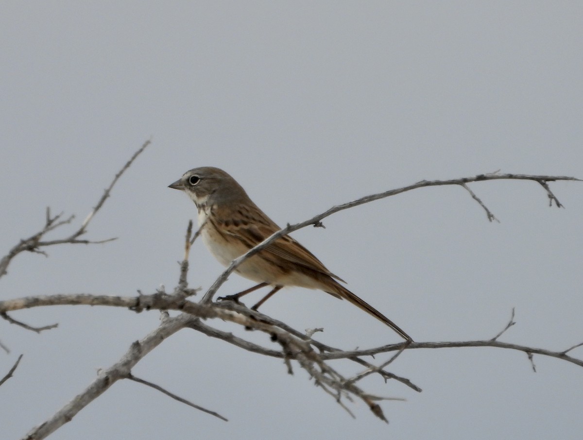 Sagebrush Sparrow - ML611103420