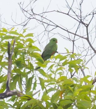 Red-winged Parrot - ML611103496