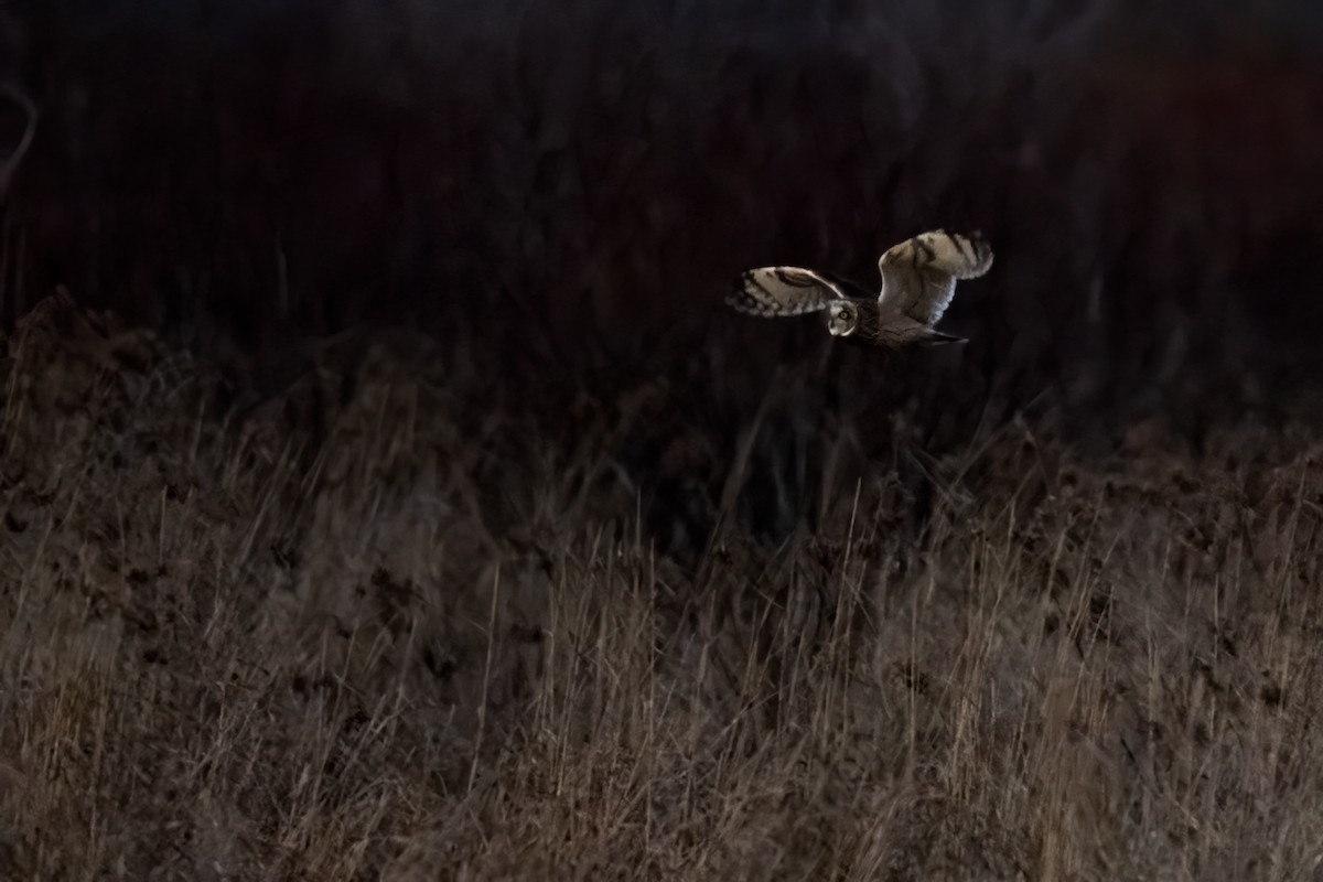 Wisconsin eBird Checklist - 13 Nov 2023 - Shady Lane (Winnebago Co ...