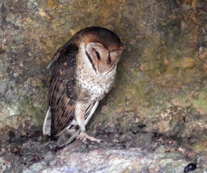 Barn Owl (Galapagos) - ML611103743