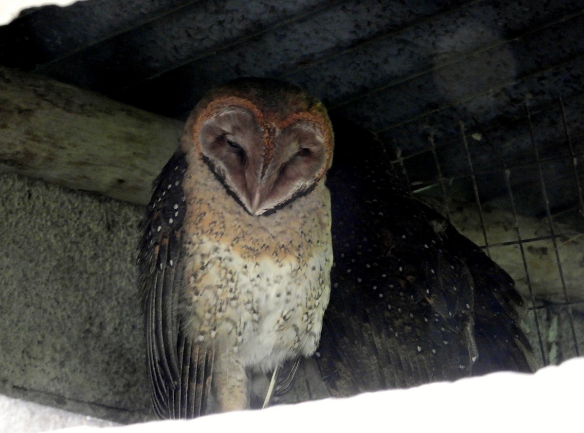 Barn Owl (Galapagos) - ML611103877