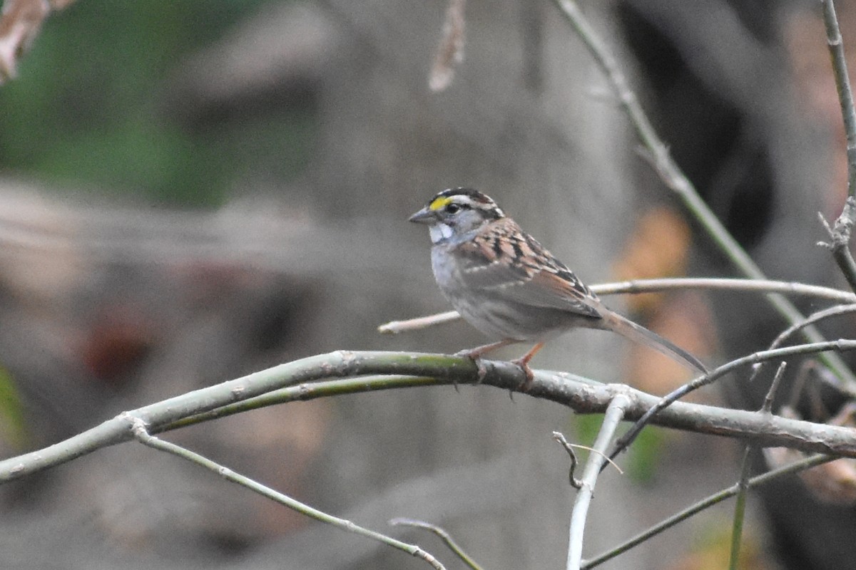 White-throated Sparrow - ML611104162