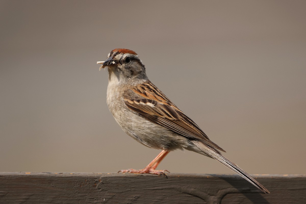 Chipping Sparrow - ML611104199