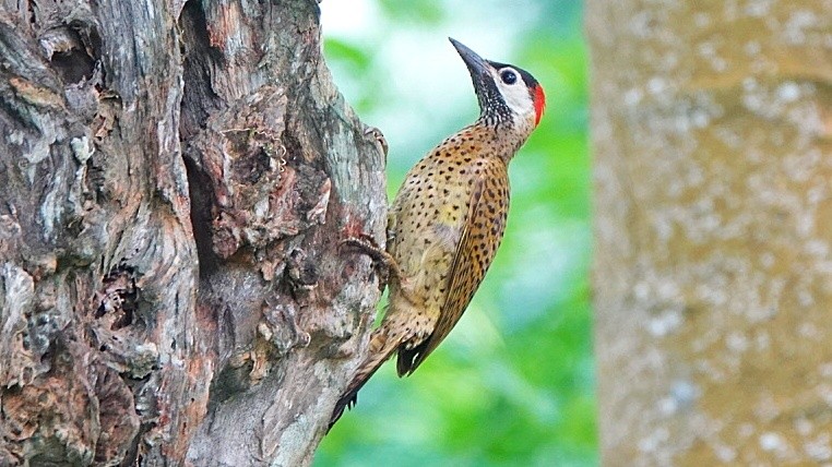 Spot-breasted Woodpecker - ML611104222