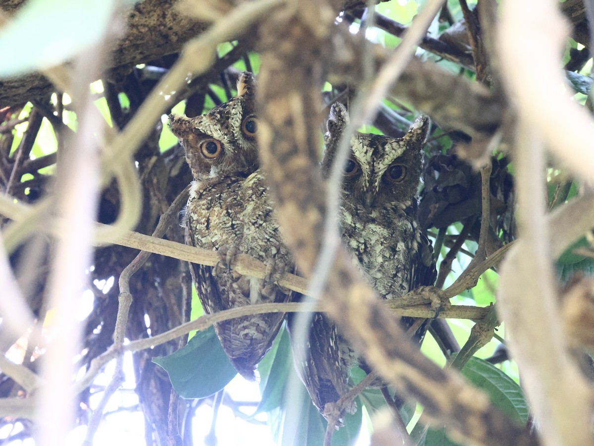 Sulawesi Scops-Owl - ML611104782