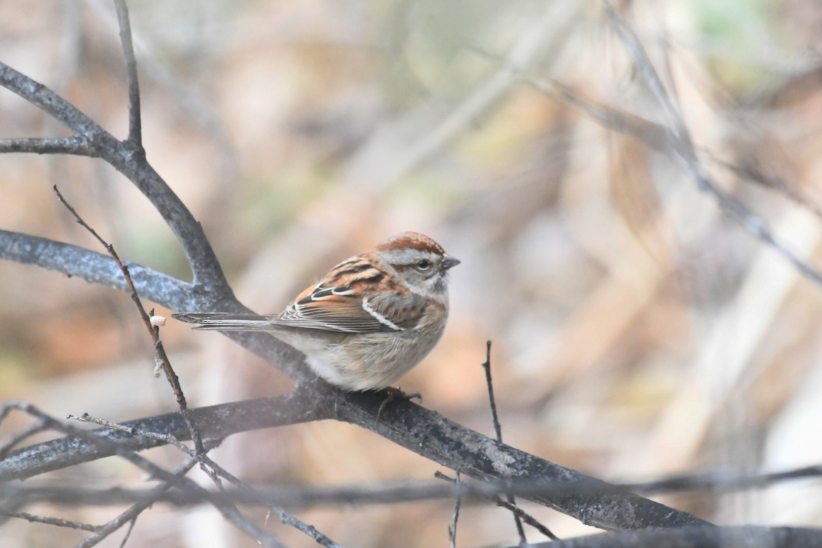 American Tree Sparrow - roger beaupre