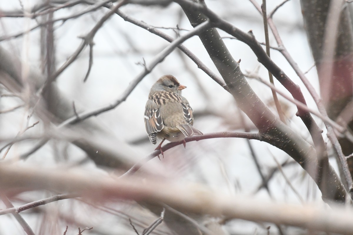 White-crowned Sparrow - ML611104889