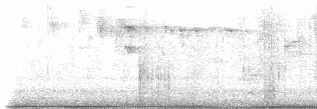 maskeblomsterborer (cyanea gr.) - ML611105113
