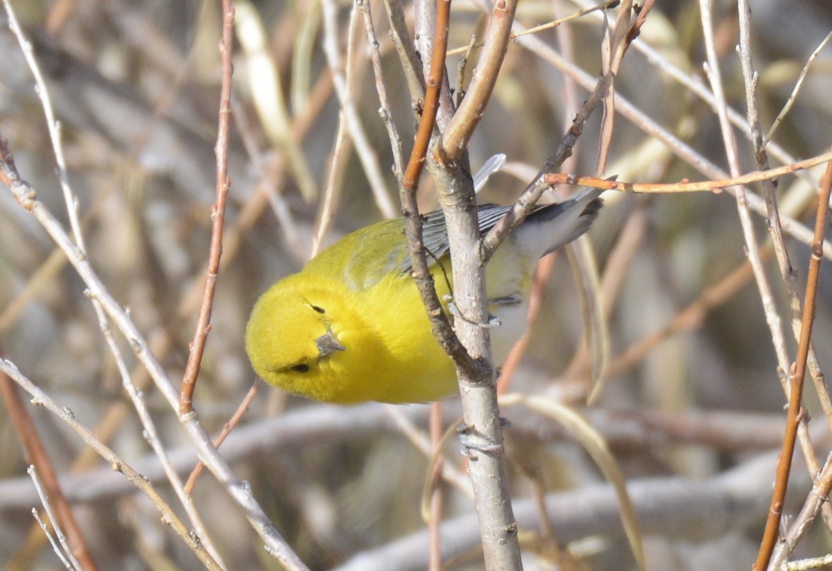 Prothonotary Warbler - ML611105188