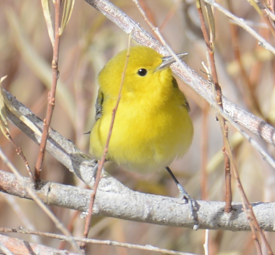 Prothonotary Warbler - ML611105189