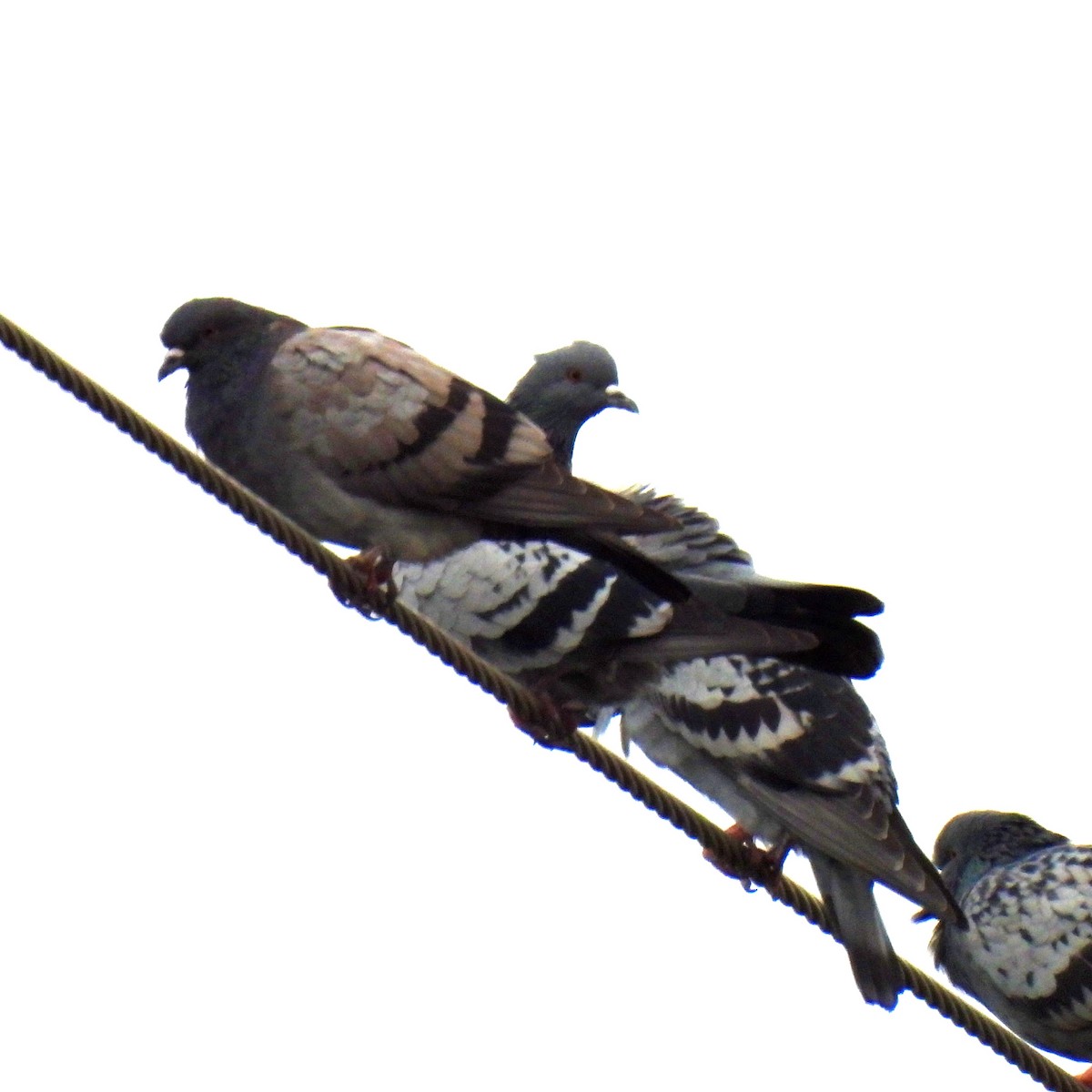 Rock Pigeon (Feral Pigeon) - ML611105216
